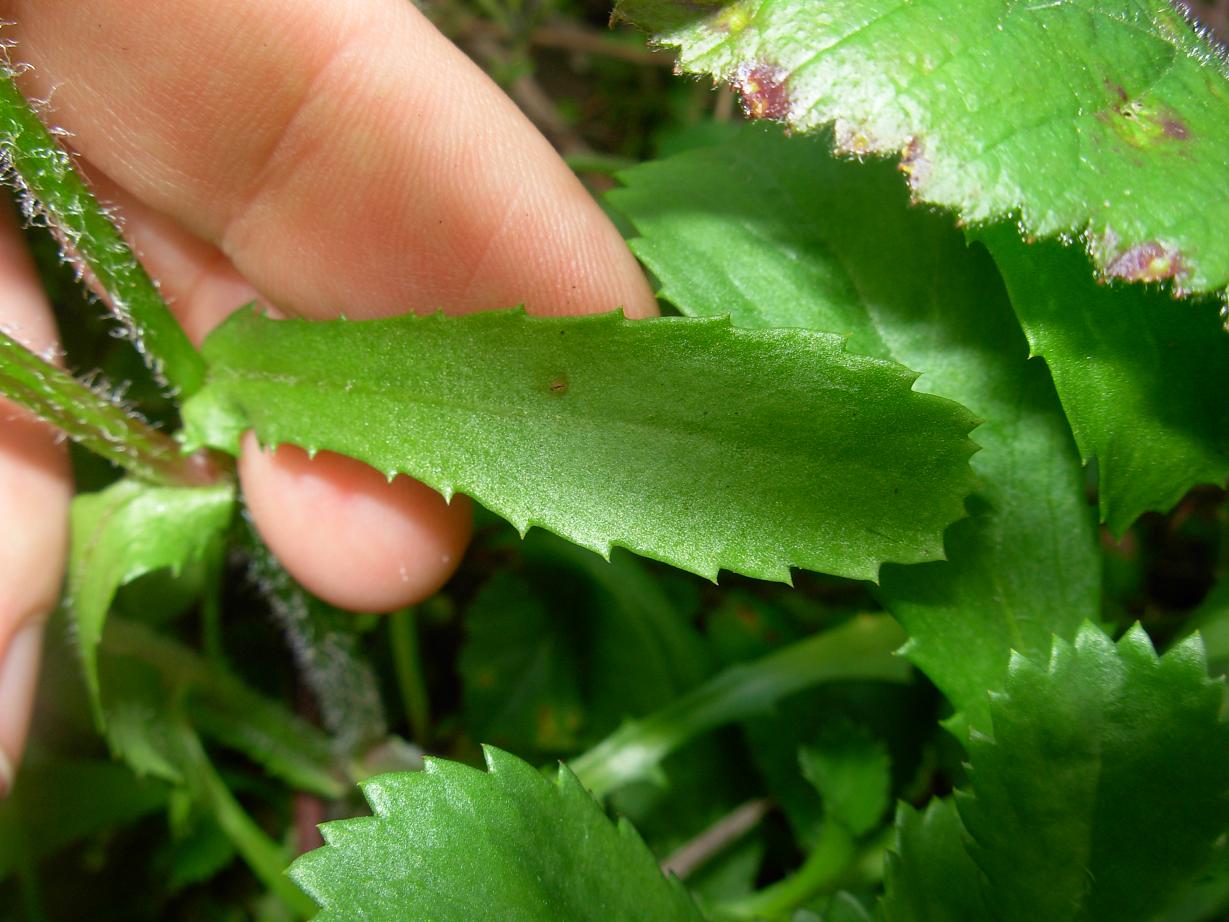 Coleostephus myconis (L.) Rchb. f. / Margherita gialla